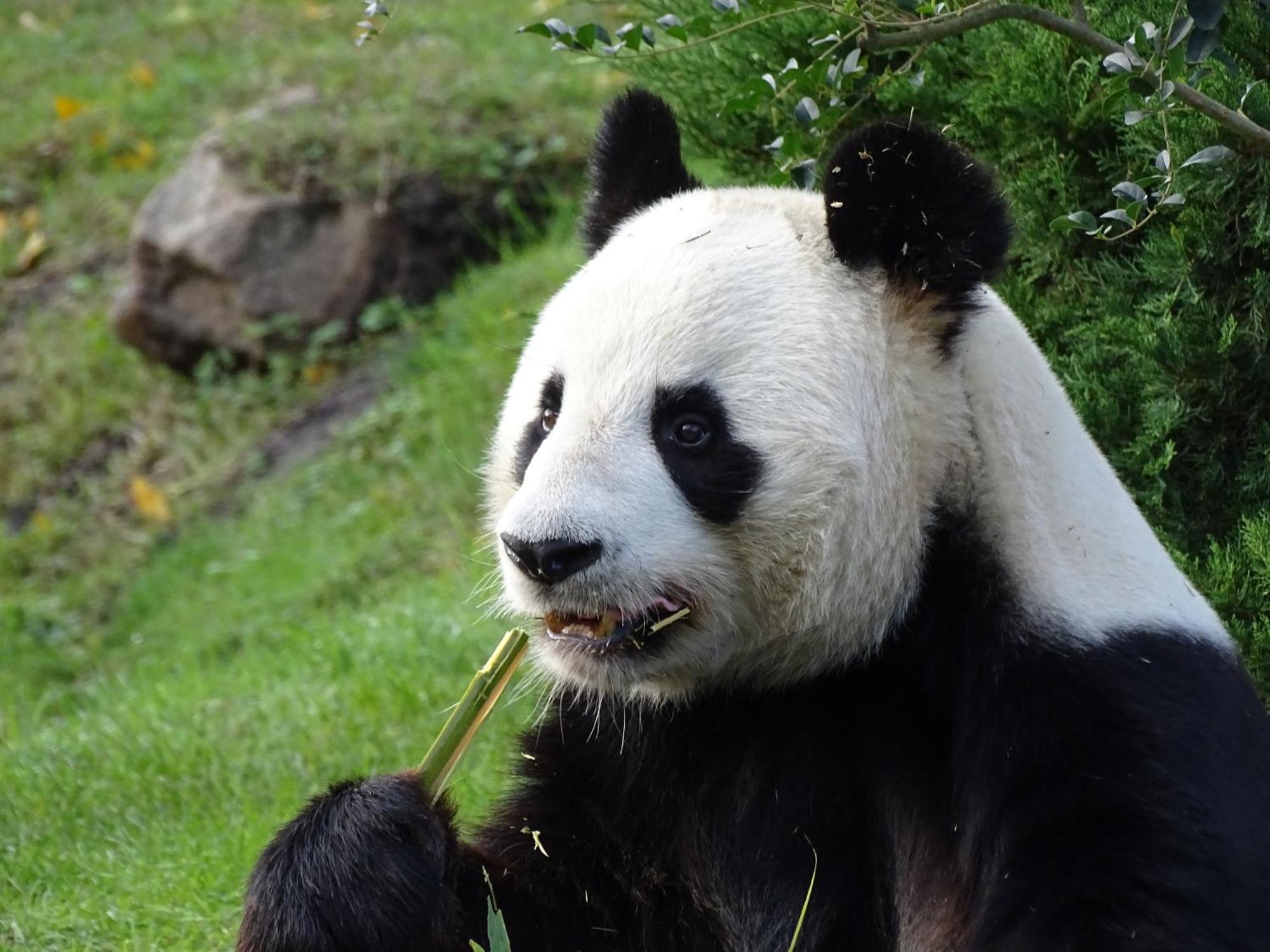 Trainefeuilles - Chambres D'Hotes Proche Zoo De Beauval Le Controis-en-Sologne Dış mekan fotoğraf