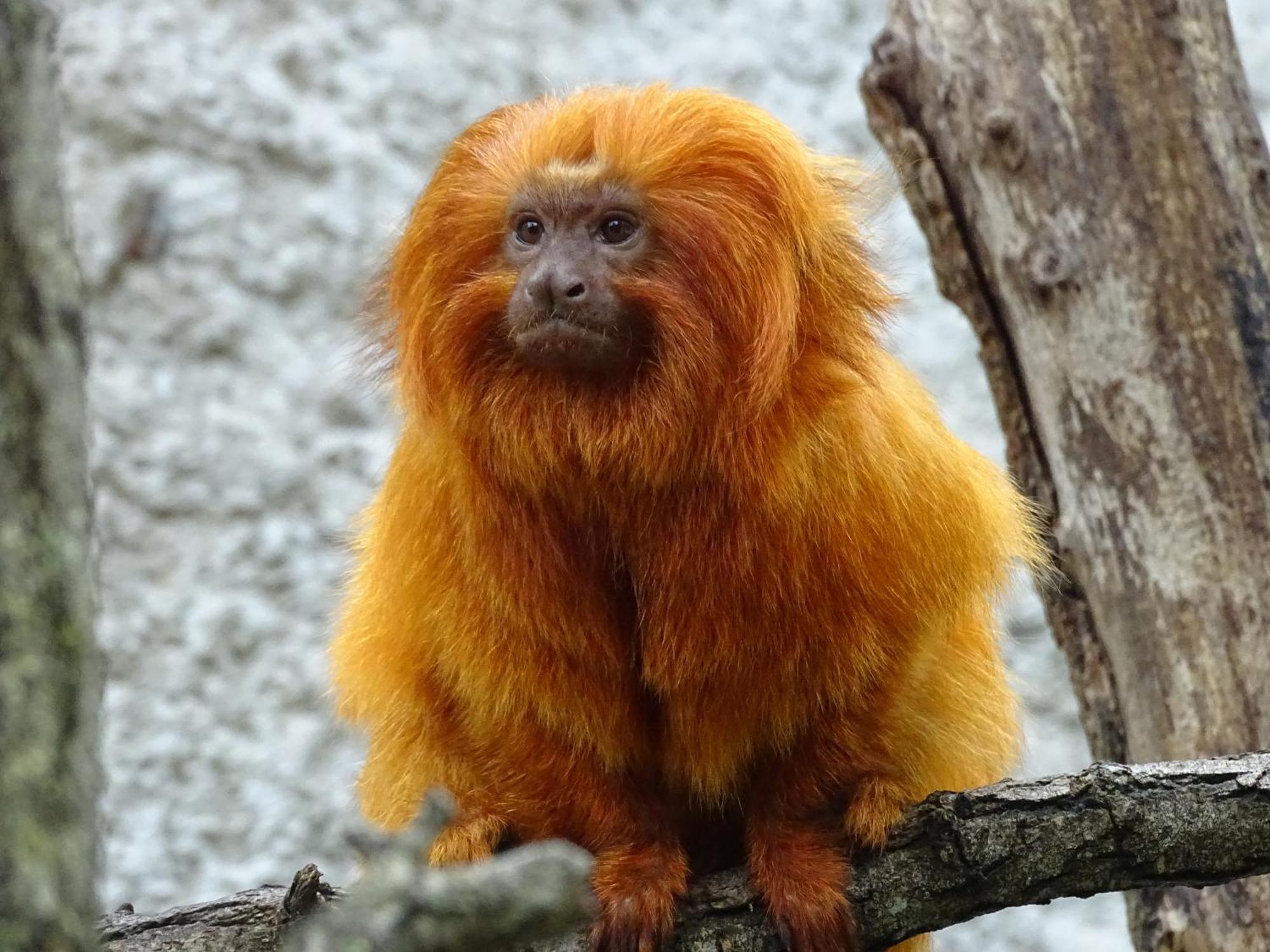 Trainefeuilles - Chambres D'Hotes Proche Zoo De Beauval Le Controis-en-Sologne Dış mekan fotoğraf