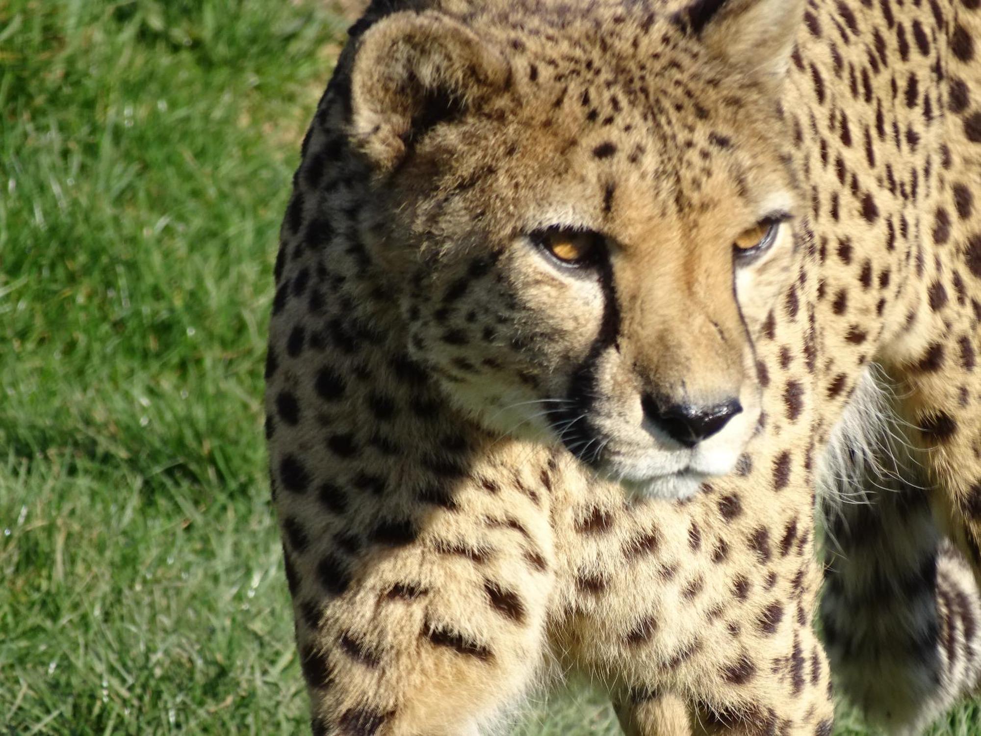Trainefeuilles - Chambres D'Hotes Proche Zoo De Beauval Le Controis-en-Sologne Dış mekan fotoğraf